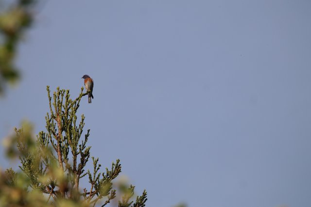 Eastern Bluebird Perched on Evergreen Treetop at Dawn
