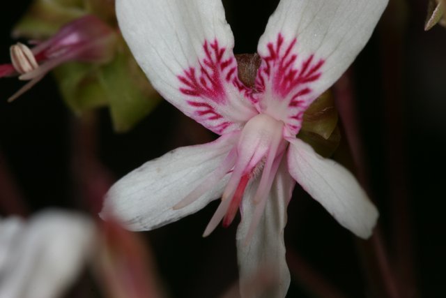 Geranium Blossom Close-up