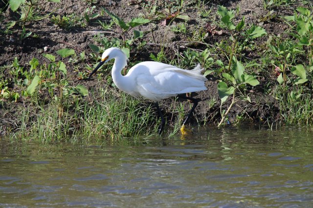 Snowy Egret Foraging at Water's Edge
