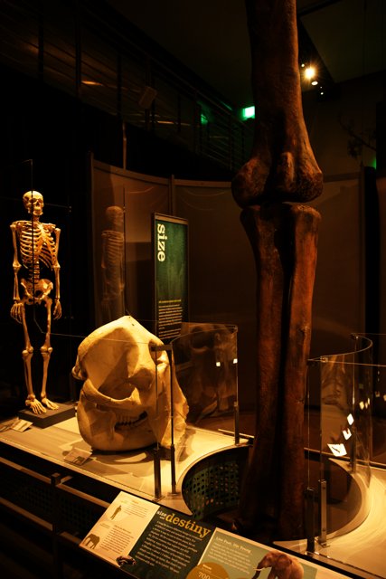 The Intriguing Skeleton Exhibit