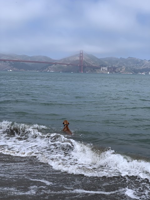 Dog enjoys a refreshing swim with Golden Gate Bridge