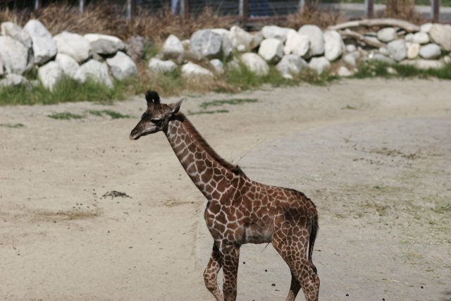 A Baby Giraffe's First Steps