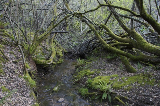 Mossy Creek in the Woodland