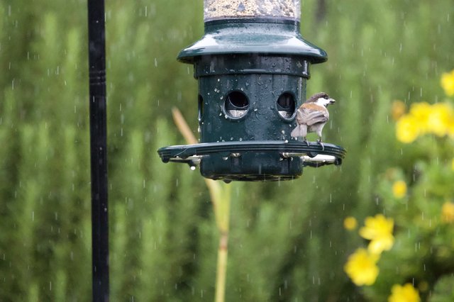 Sparrow Sheltering at Feeder in Spring Rain
