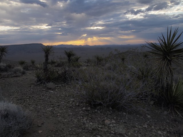 Desert Sunset at Joshua Tree