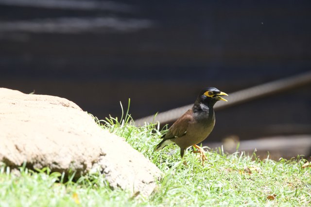 Chirping Under the Sun: A Moment in the Honolulu Zoo