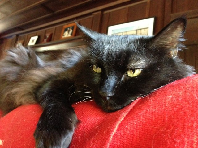 Black Cat Lounging on Red Couch