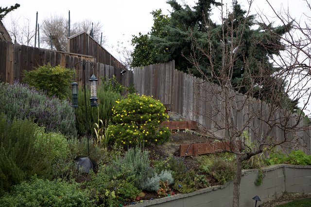 Terraced Garden with Yellow Flowering Shrub in Winter