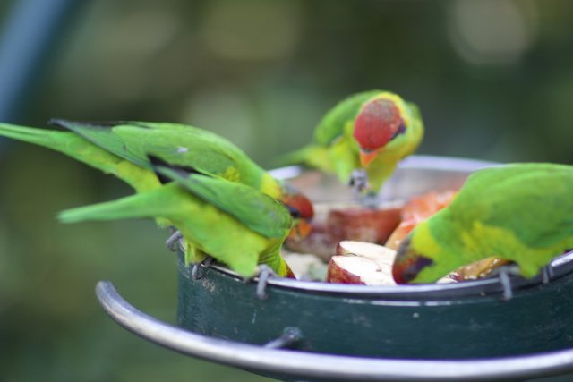Three Parakeets Enjoying a Bird Feeder