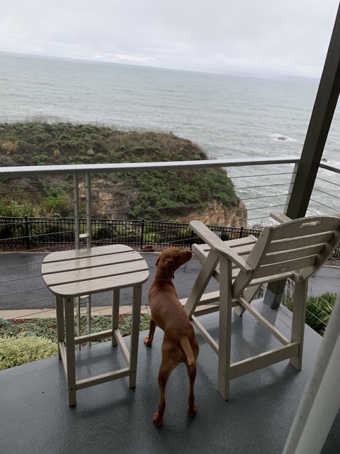 Canine Contemplation on a Beachfront Balcony