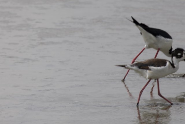 Tranquil Shoreline Foragers