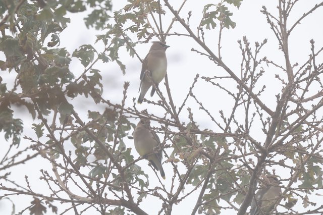 Cedar Waxwings Perched in Winter Tree Branches