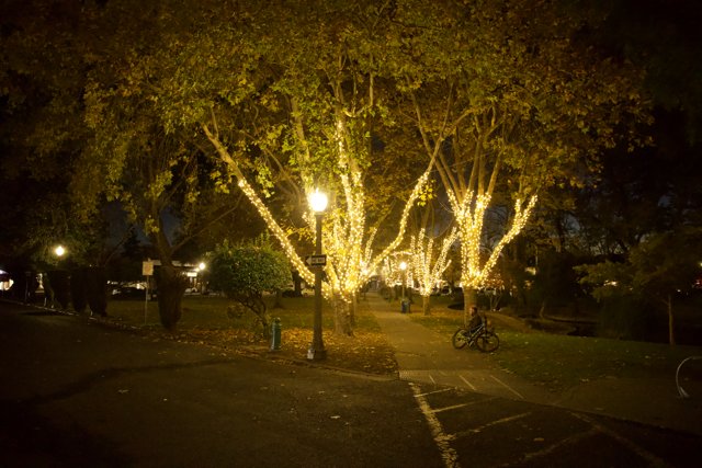 Illuminated Night in Downtown Sonoma