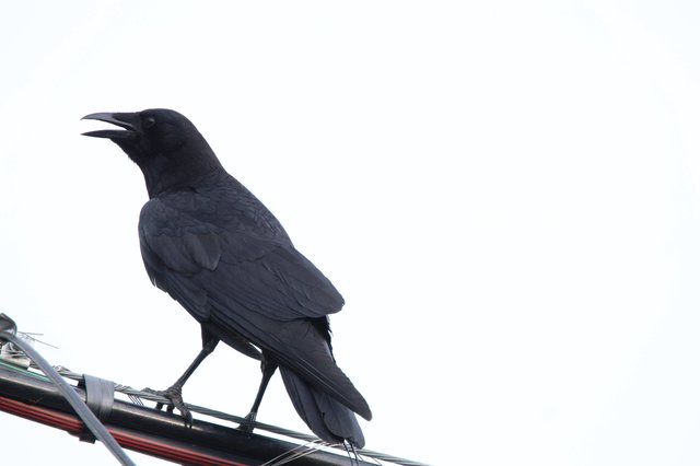 Common Raven Calling from Utility Wire Perch