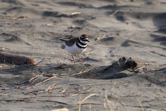 Killdeer Shorebird Foraging on Sandy Beach