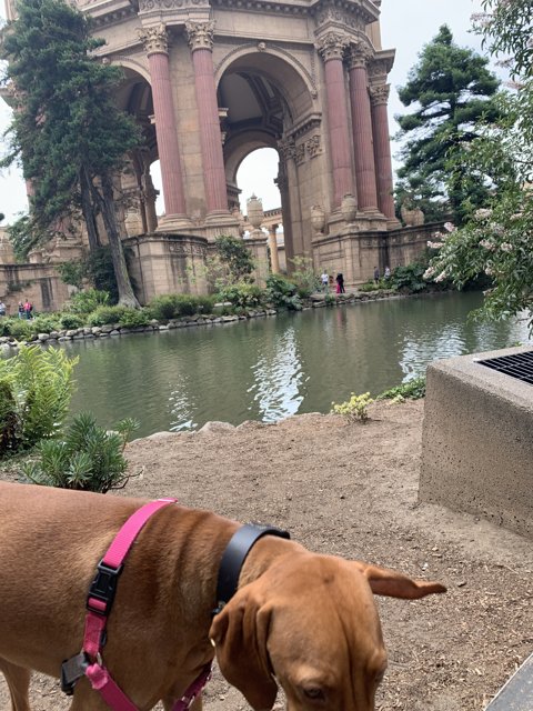 Canine in Front of Architectural Marvel