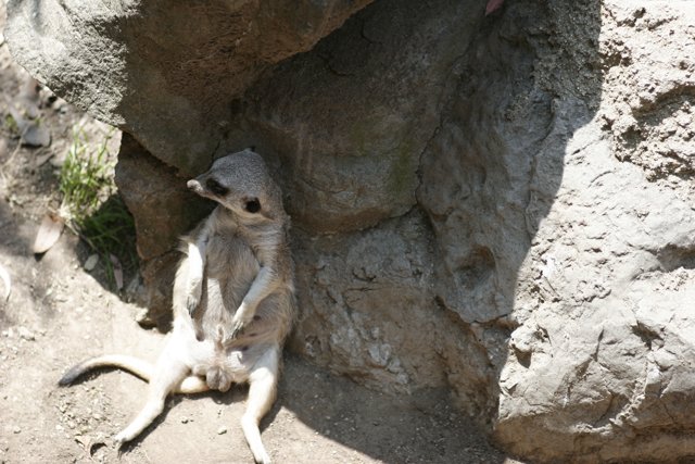 Meerkat King of the Rocks