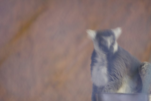 Fuzzy Lemur Lounging