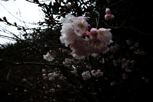 Captivating Cherry Blossoms at Japanese Tea Garden