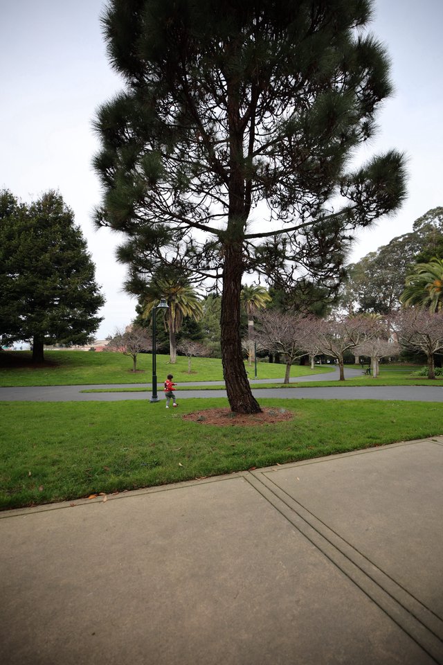 Child Playing in Park Beneath Tall Pine Tree