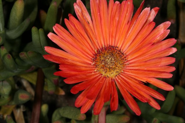 Vibrant Treasure Flower