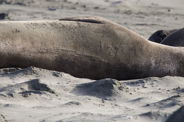Elephant Seal Resting on Sandy Beach at Drakes Beach