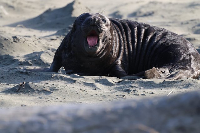 Young Elephant Seal Pup Vocalizing on Sandy Beach
