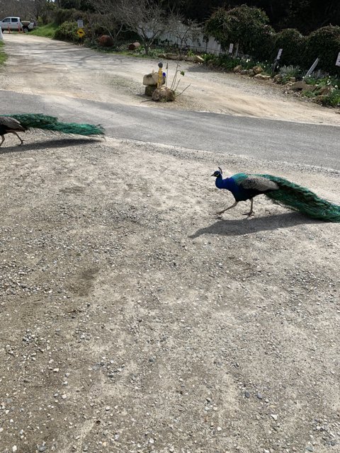 Peacock Pair on a Paved Path
