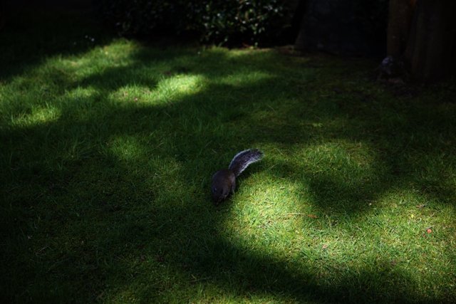 Squirrel Stroll in the Japanese Tea Garden