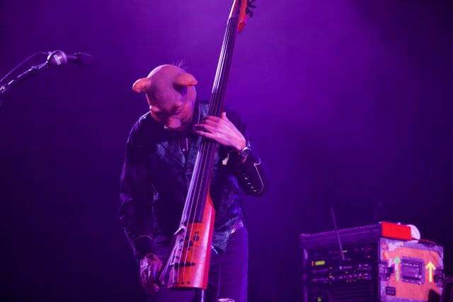 Bass Solo in Purple Hues