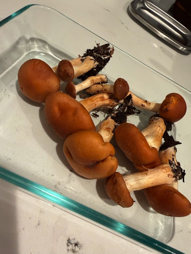 Fresh Foraged Wild Mushrooms on Glass Tray