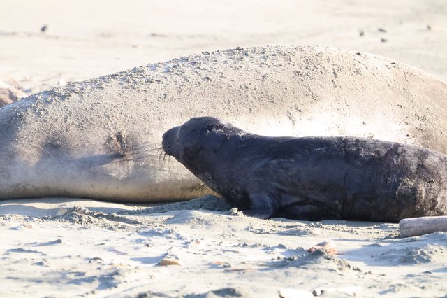 Elephant Seal Pup Nursing on Sandy Beach