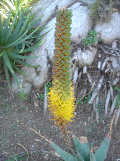 Bright Yellow Flower in the Garden