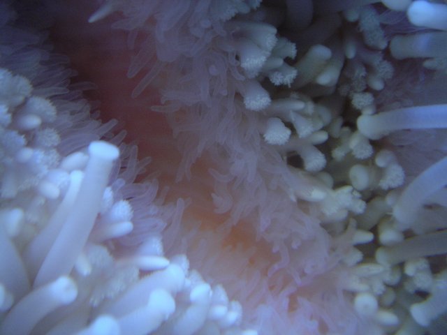 Underwater Beauty: Delightful Pink and White Coral