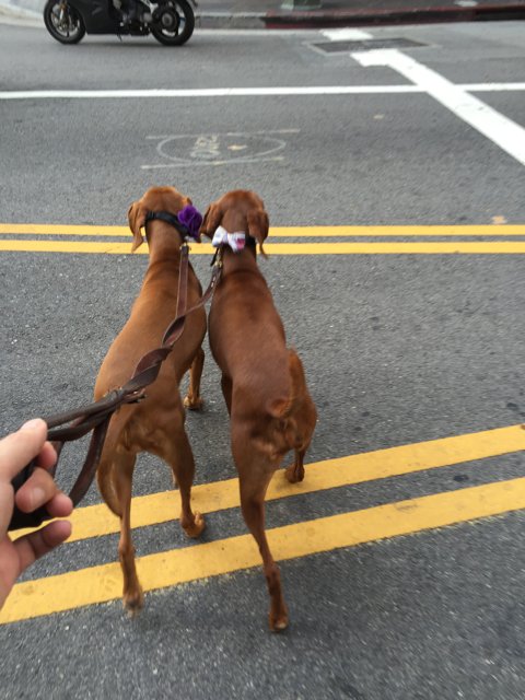 Two Canine Companions Out for a Walk