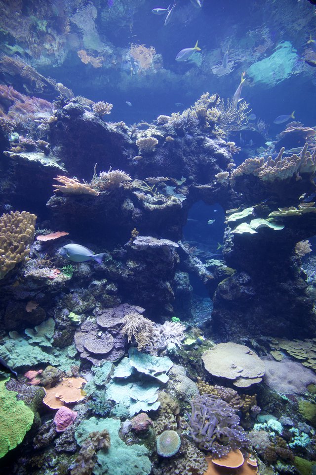 Vibrant Coral Reef Ecosystem with Tropical Fish