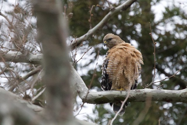Red-shouldered Hawk Perched on Winter Branch