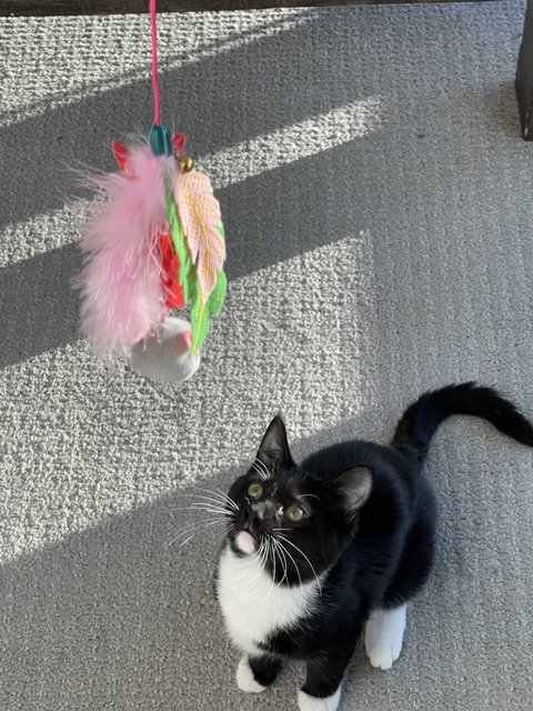 Curious Manx Cat Playing with Toy on String