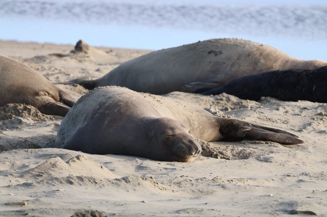 Elephant Seal Resting on Sandy Beach at Drakes Beach