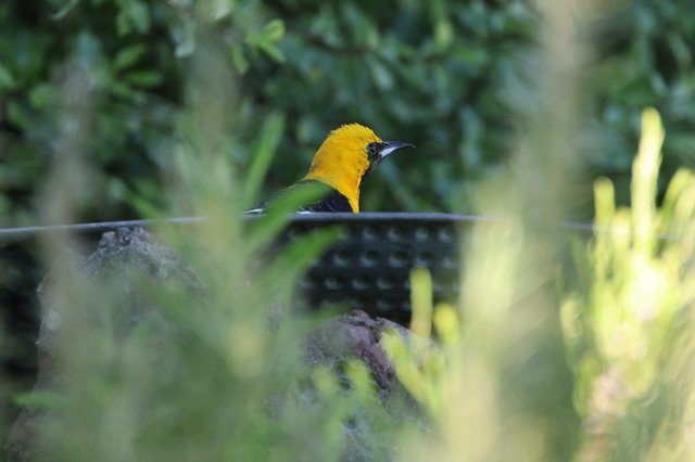 Hooded Oriole Perched at Garden Bird Bath