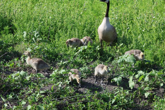 Canada Goose Family Foraging in Wetland Grassland