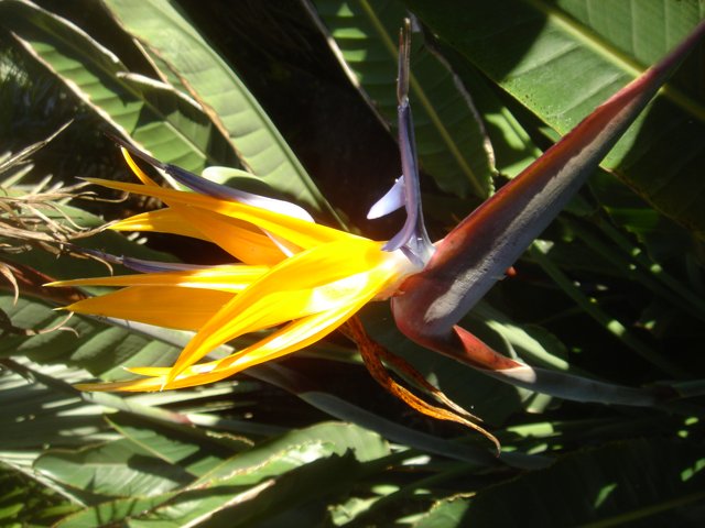 Vibrant Bird of Paradise Blossom
