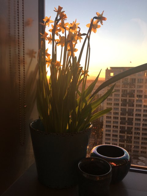 Sunset Flowers on a Windowsill