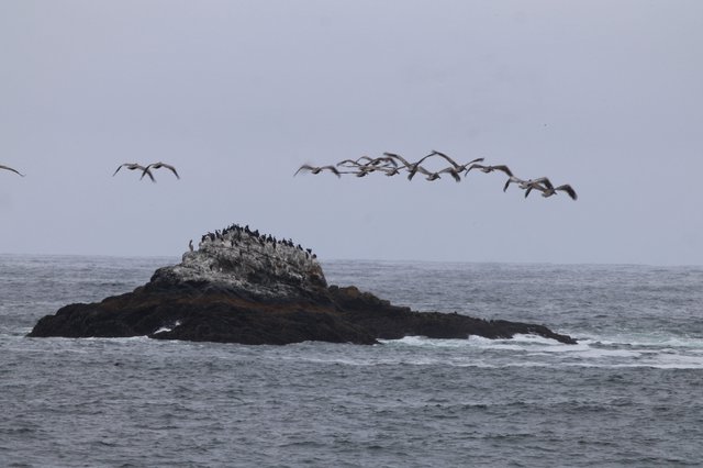 Pelicans in Flight Over Rocky Ocean Outcrop