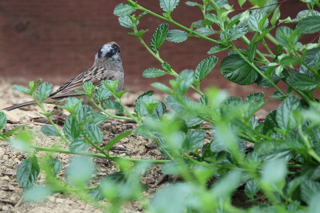 House Sparrow Foraging Among Green Foliage