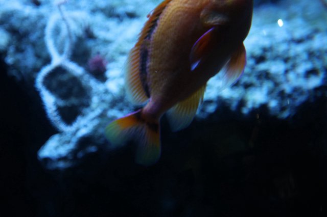 Vibrant Tropical Fish Swimming Among Coral Reef