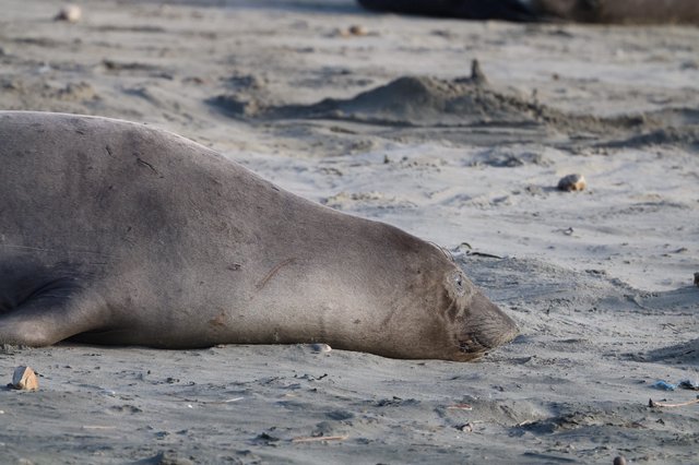 Elephant Seal Resting on Sandy Beach at Drakes Beach