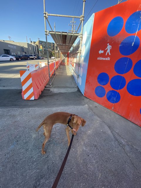 Canine Observer of Construction