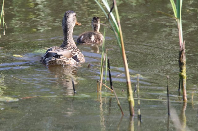 Female Mallard Duck Swimming with Fuzzy Duckling