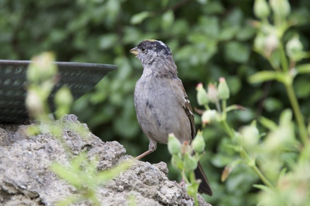 House Sparrow Perched on Mossy Garden Birdbath